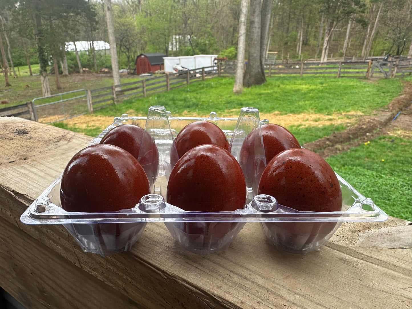 Chicken Eggs - XL Dark Brown (Half Doz.)