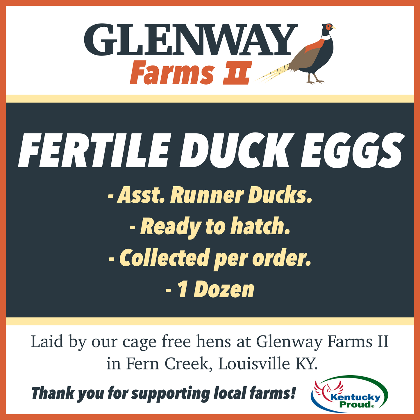 Fertile Runner Duck Eggs - Half Dozen