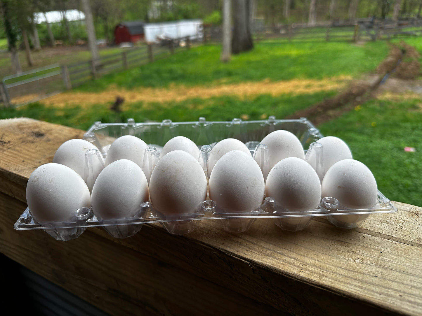 Chicken Eggs - Lg. White