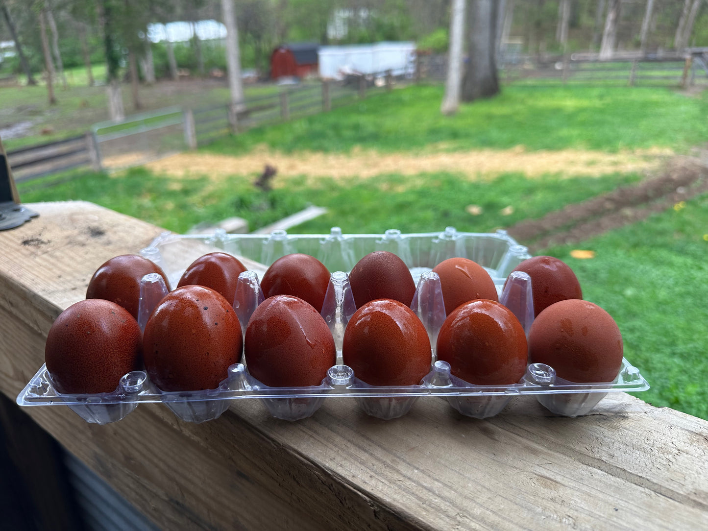 Chicken Eggs - Lg. Dark Brown