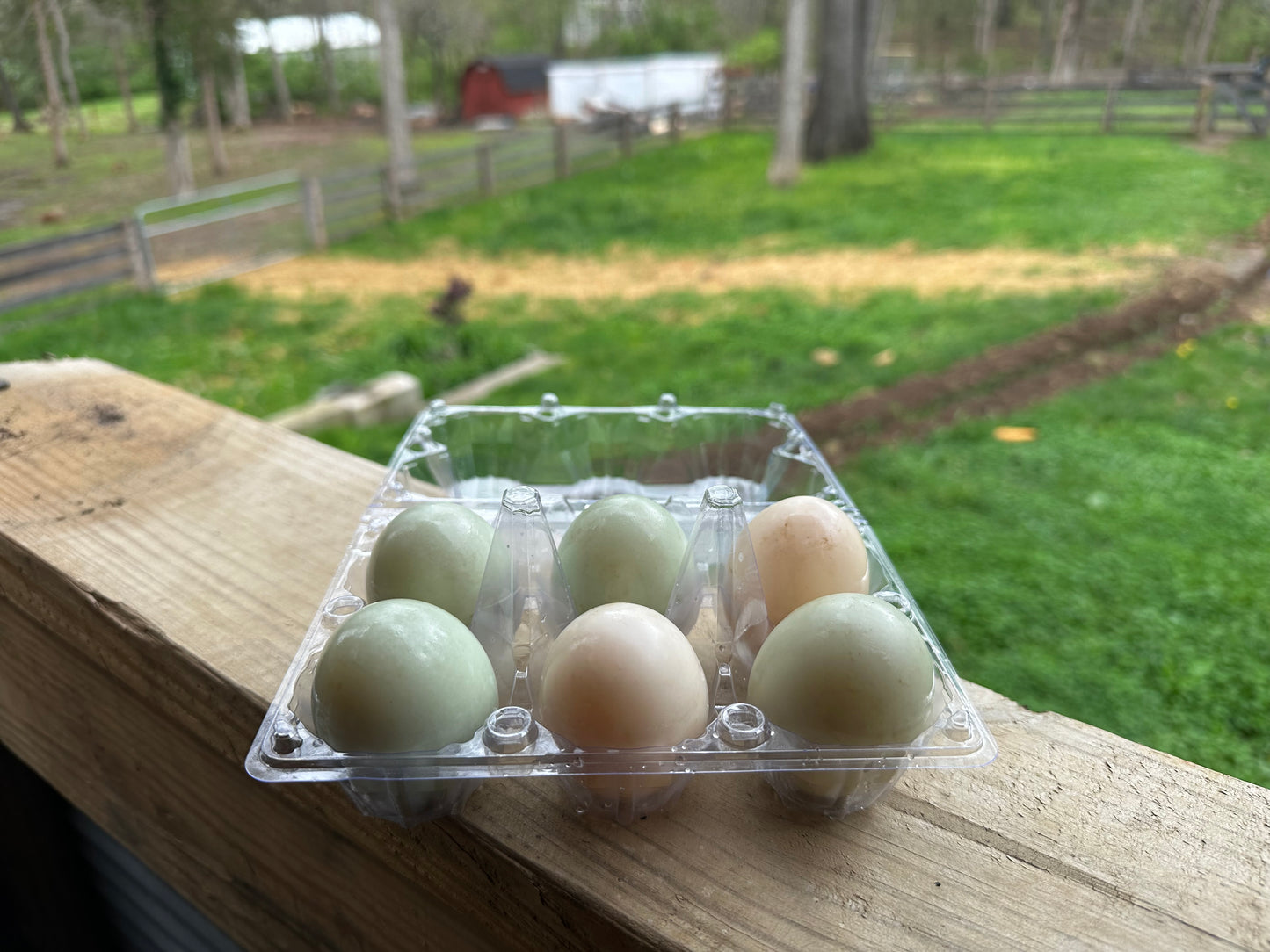 Duck Eggs - Half Dozen