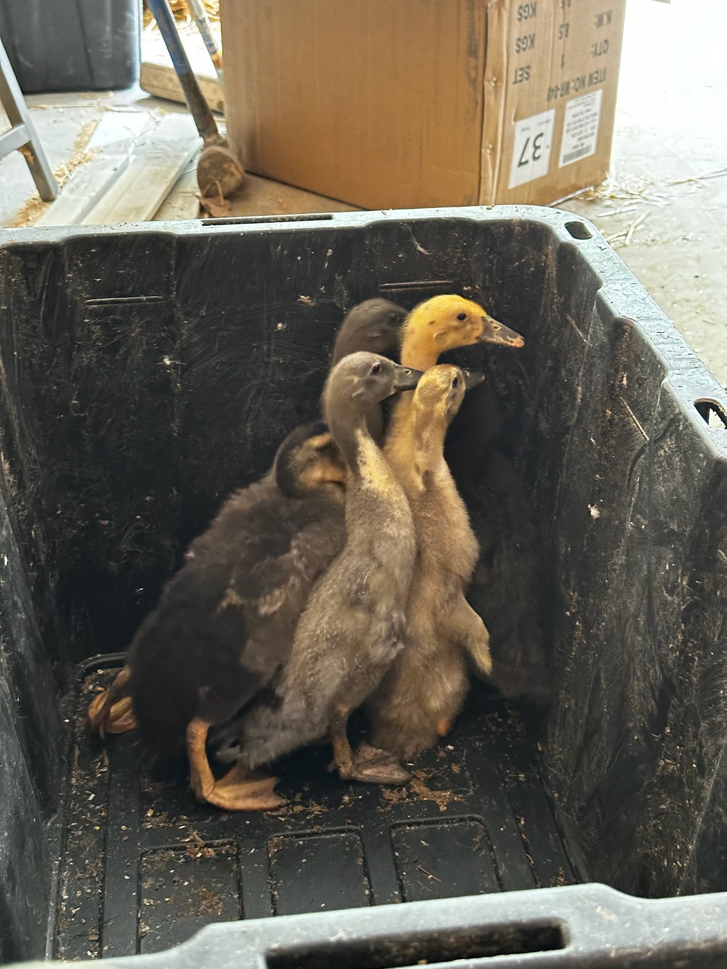 Runner Ducklings (#2601) READ DESCRIPTION BEFORE PURCHASE