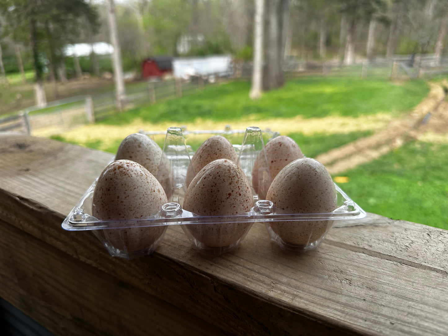 Turkey Eggs - Half Dozen