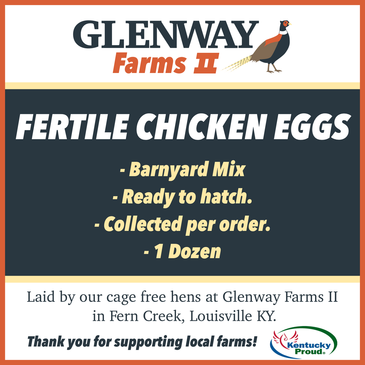 Fertile BYM Chicken Eggs - 1 Dozen