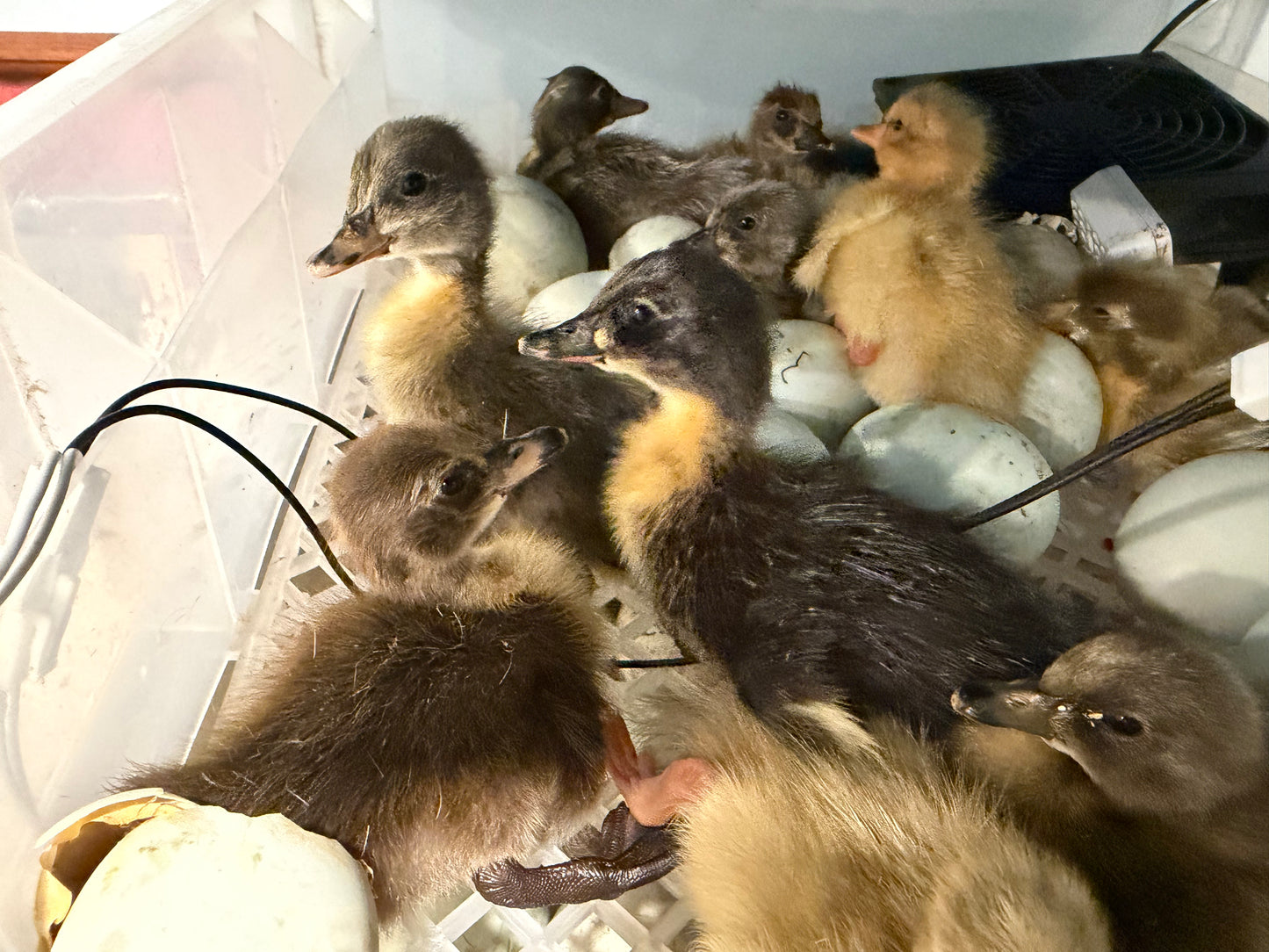 Runner Ducklings (#2601) READ DESCRIPTION BEFORE PURCHASE