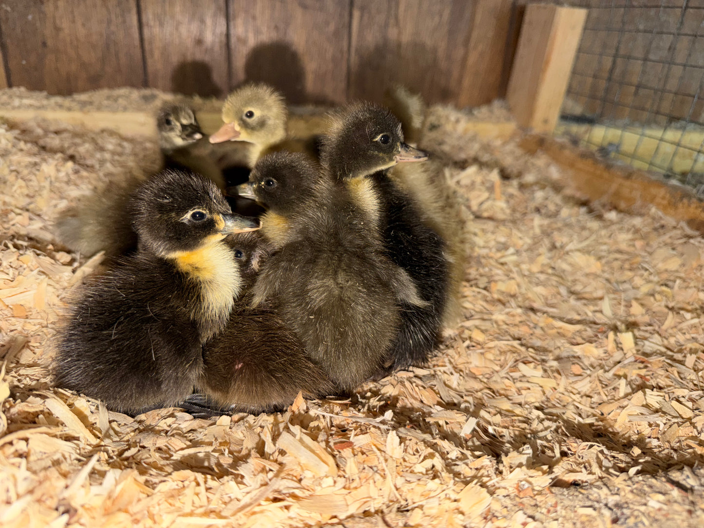 Runner Ducklings (#2601) READ DESCRIPTION BEFORE PURCHASE